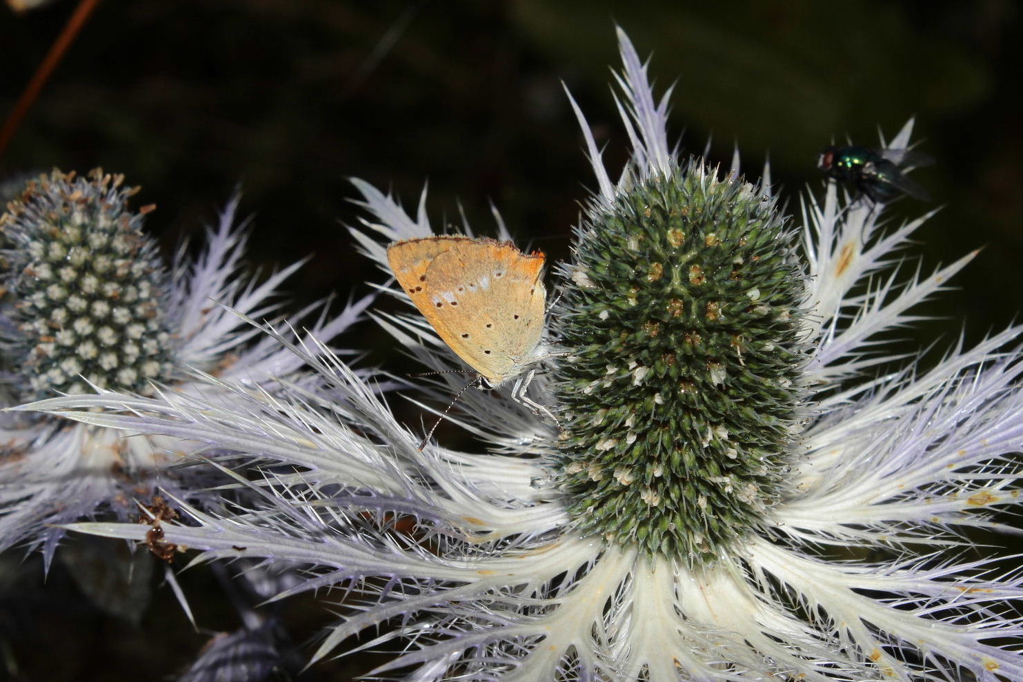 Lepidoptera da determinare-4 - Lycaena virgaureae, Lycaenidae